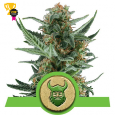 Royal Dwarf Auto - Royal Queen Seeds